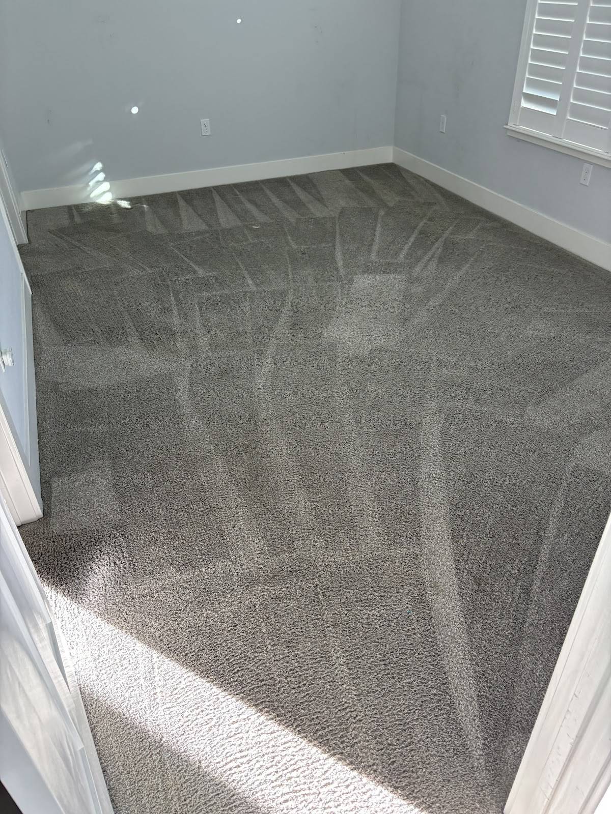 Freshly cleaned gray carpet in an empty room, marked with overlapping stripes from a cleaning wand