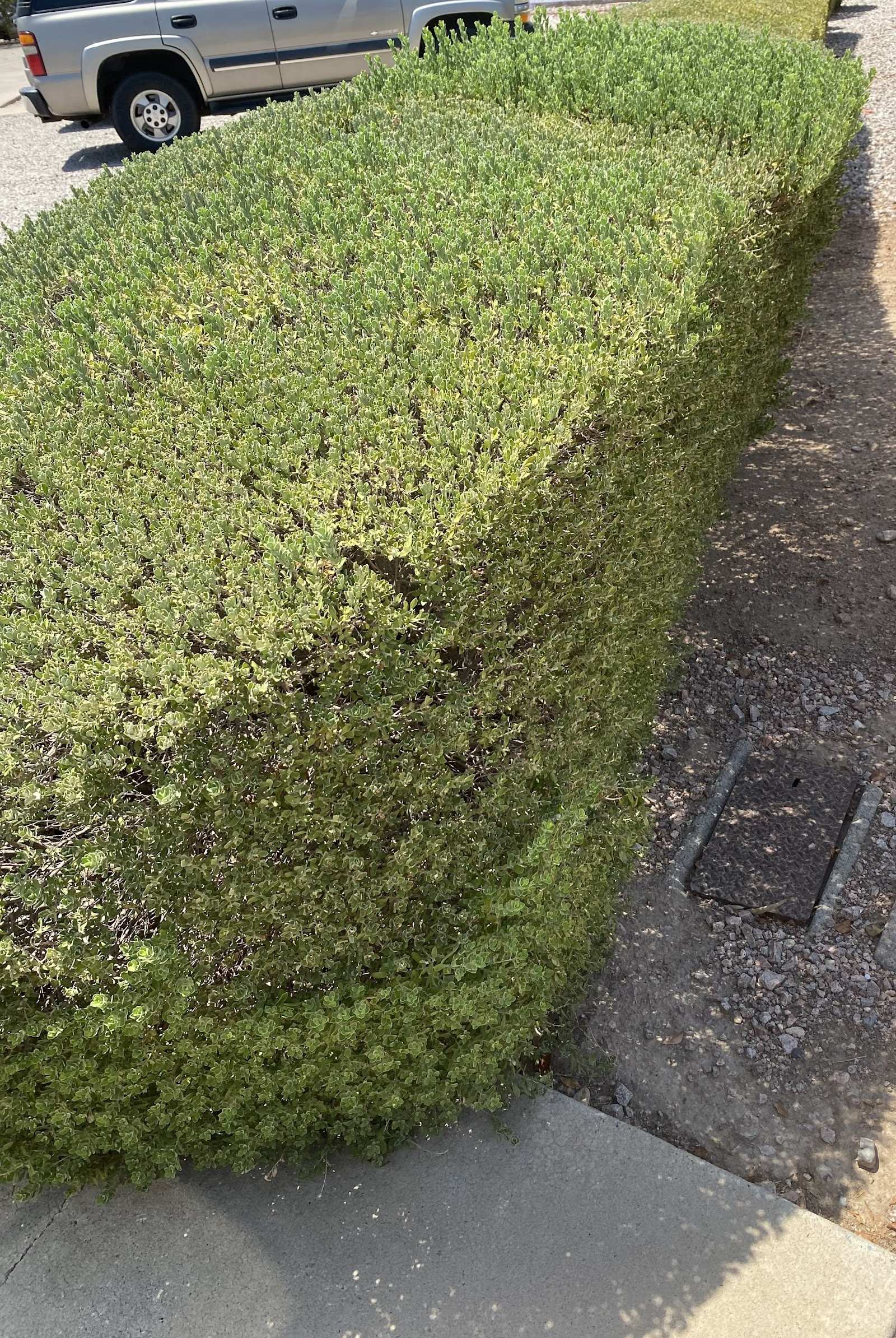 Square-trimmed green hedge alongside a gravel bed and parking lot at a commercial property