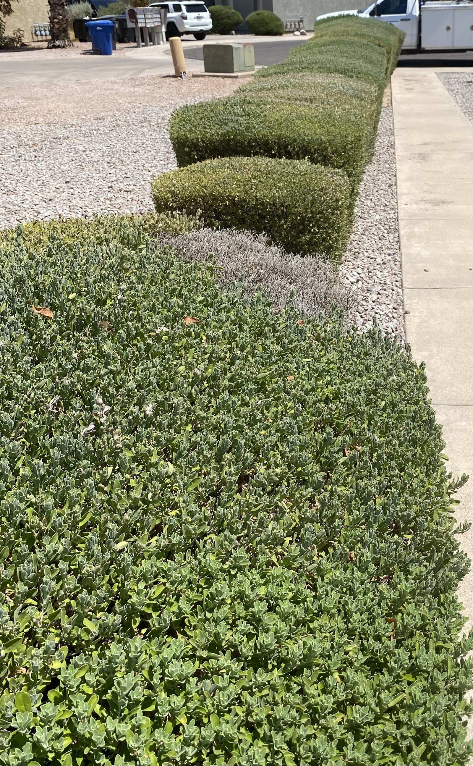 Neatly trimmed rounded hedges lining a gravel bed and sidewalk beside a commercial parking area