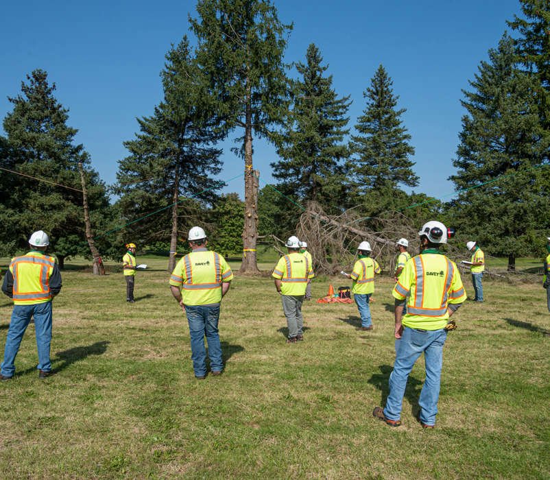 Crew members in hard hats and yellow Davey safety vests stand in a grassy field facing tall evergreens, one trunk marked with yellow tape
