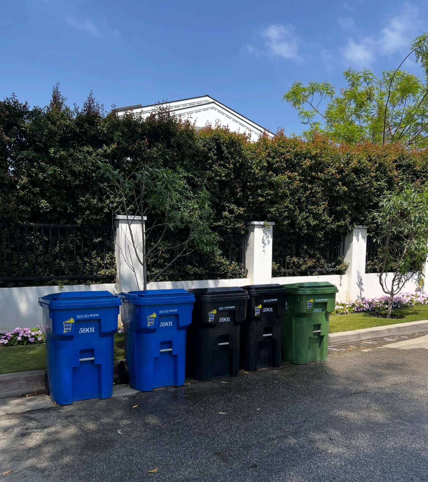 Row of blue, black and green residential bins lined up at a curb in front of a tall hedge