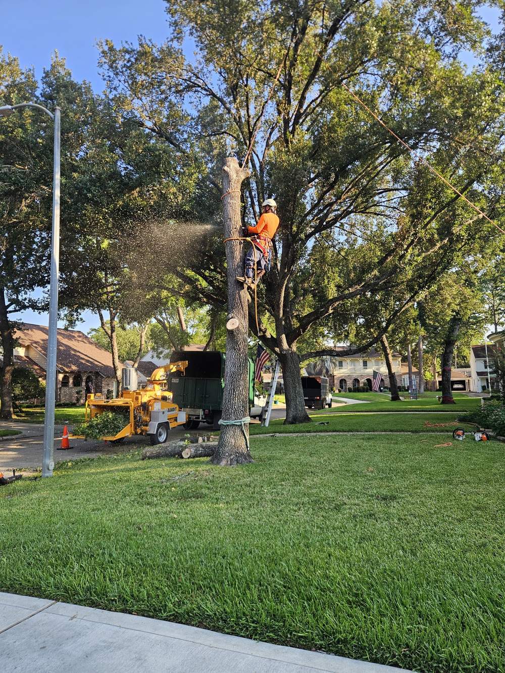 A climber in an orange shirt and helmet cuts at a tall trunk in a front yard while a yellow wood chipper and a dark truck wait at the curb