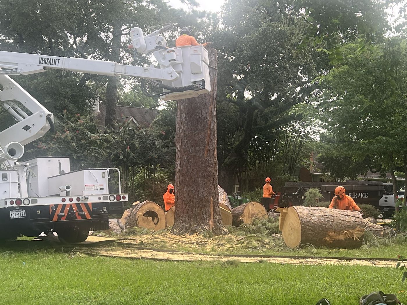 A worker in a bucket lift beside a tall, bare tree trunk as crew members in orange shirts and helmets work among large cut logs on a lawn