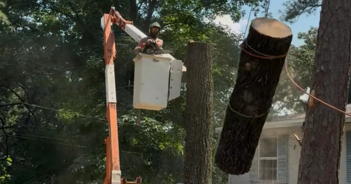 Worker in a bucket truck lowers a cut section of tree trunk on ropes beside a house