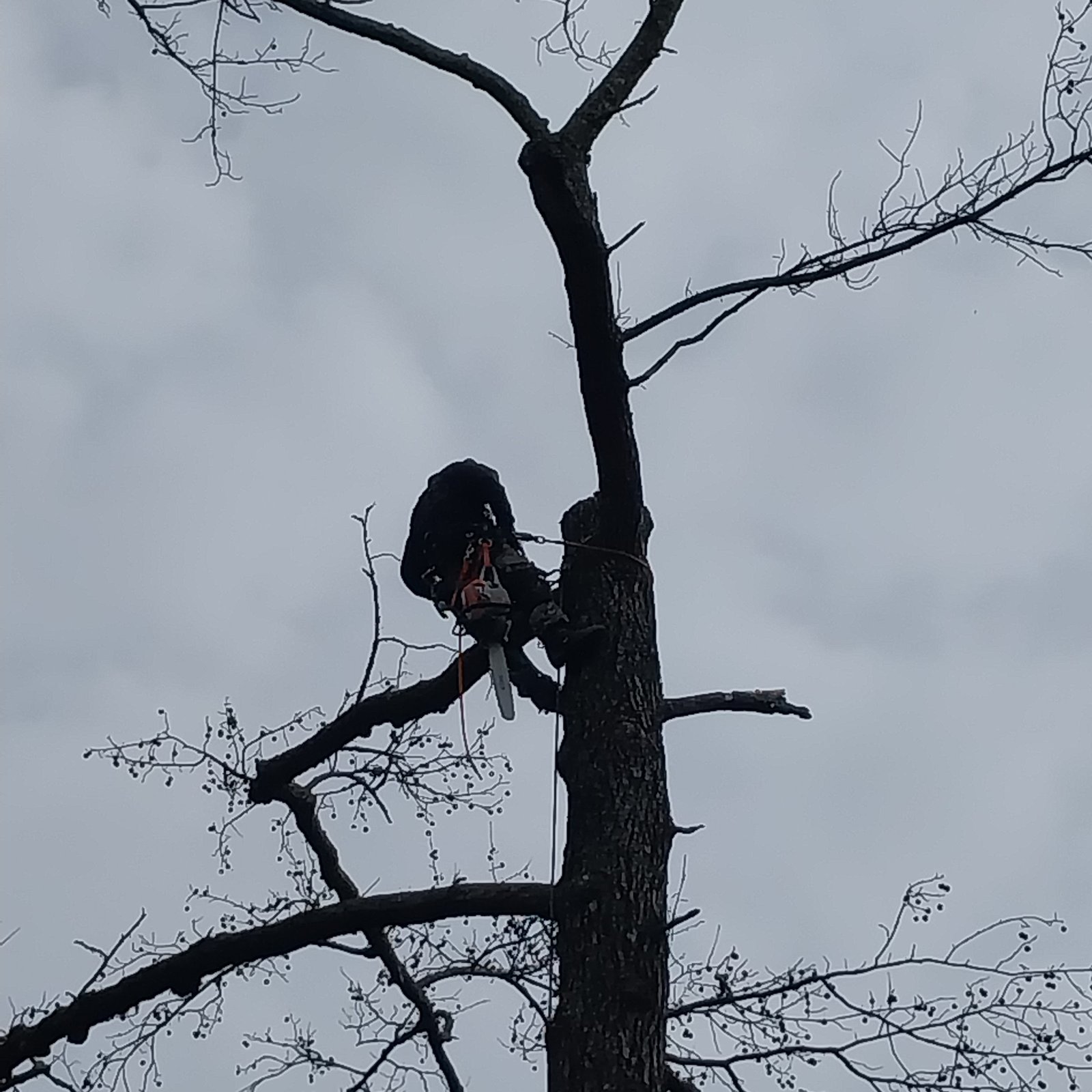 A climber with a chainsaw on his harness, silhouetted high in a bare tree against a gray sky