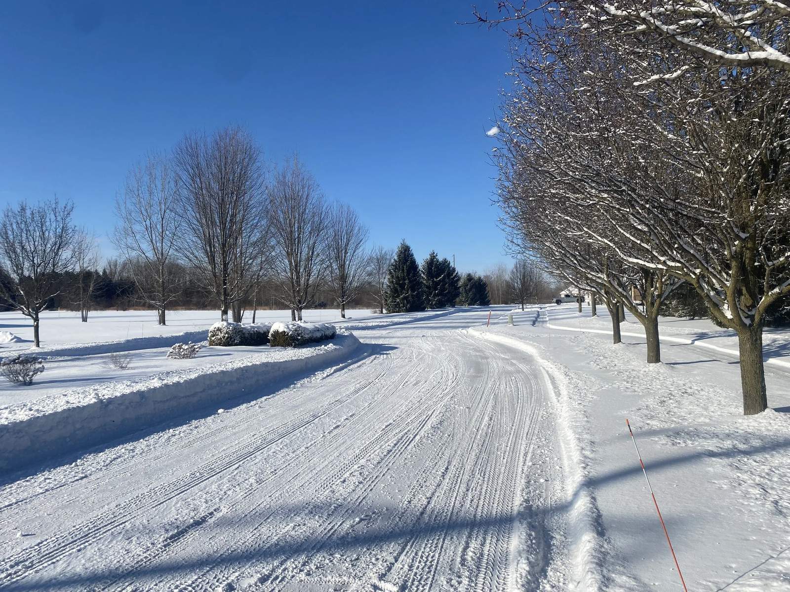 A long, tree-lined driveway plowed through snow under a clear sky, with snow stakes along the edge