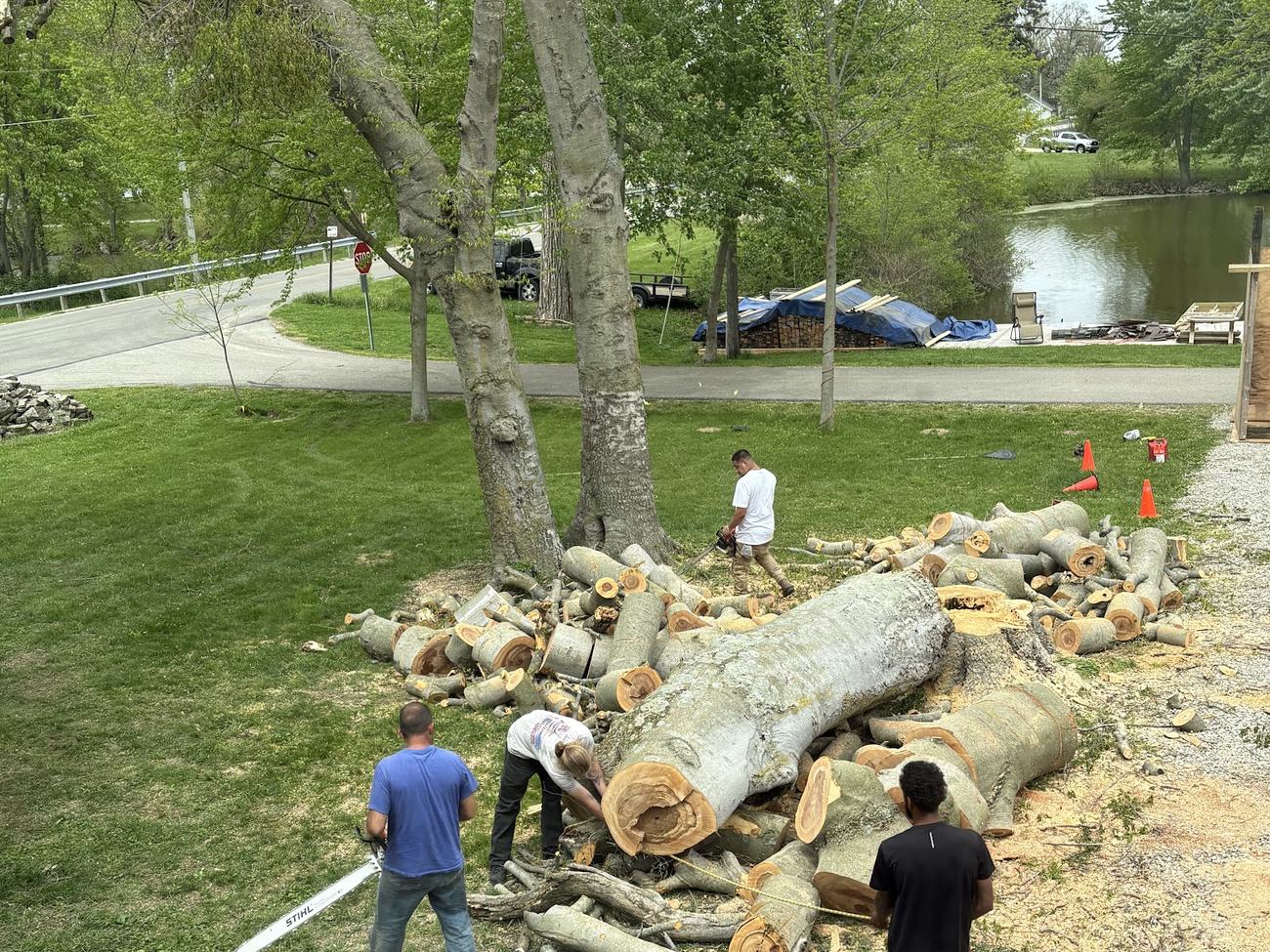 Four workers cut a large felled tree into logs on a lawn, with a road and a pond behind them