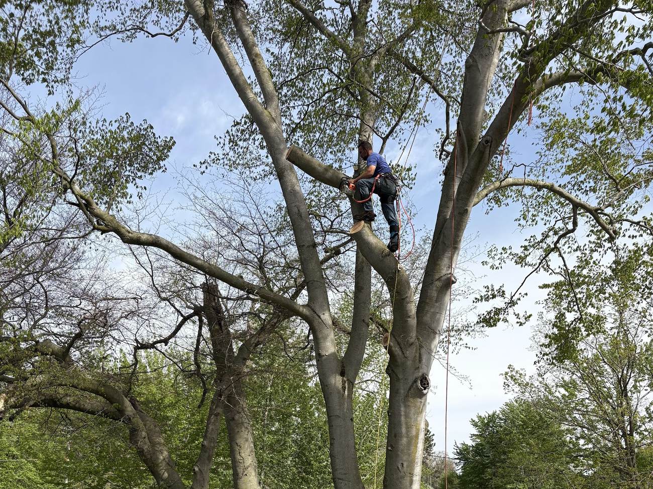 A climber in a harness stands on a cut limb high in a large tree, with ropes running down the trunk