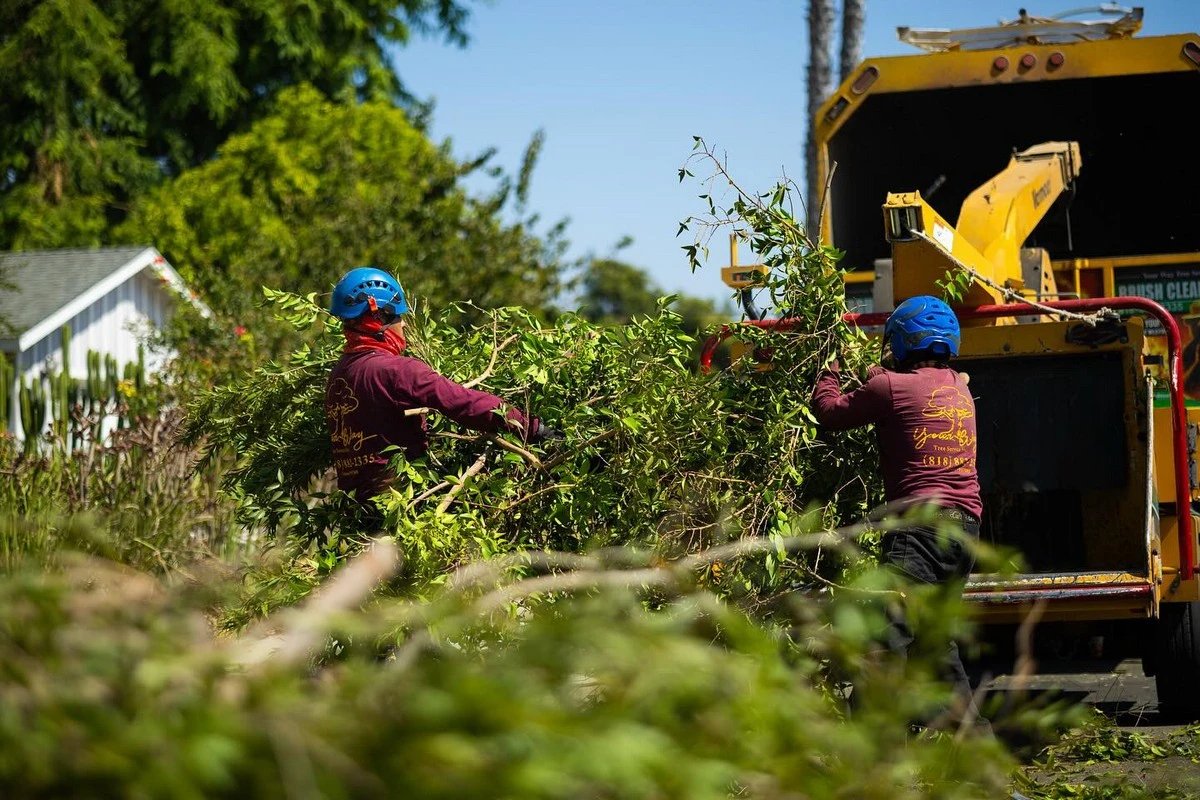 Two tree workers in maroon company shirts and blue helmets feeding cut branches into a yellow brush chipper