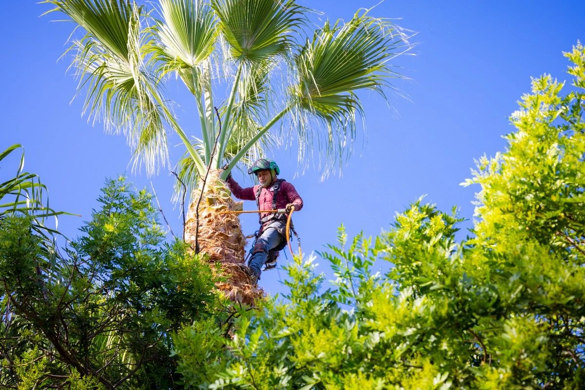 A tree climber in a maroon shirt and helmet working high in a palm tree against a blue sky